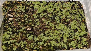 Growing Succulents From Seeds  WEEK ONE [upl. by Eillime]