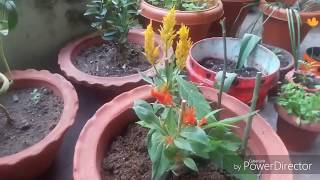 How to collect celosia seeds [upl. by Sedecrem]