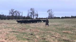 Dagleys Flash  11 month old Hangin Tree Cowdog [upl. by Buchalter]