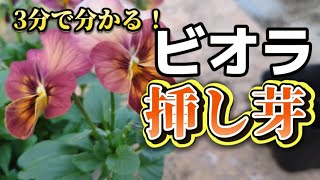 ビオラを挿し芽で増やします [upl. by Ahs54]