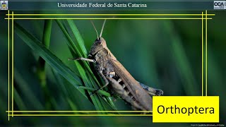 Ordem Orthoptera [upl. by Ecirtal139]