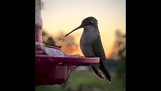 Rubythroated Hummingbird at Sunset [upl. by Rice654]