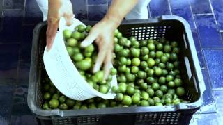 Calamansi Concentrate Processing [upl. by Stubbs]