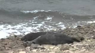 mating seals Grey Seals Webcam 22 03 2014 [upl. by Anitreb]