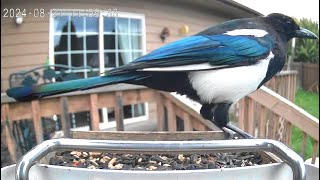 A Magpie Picking Peanuts Out Of The Birdseed [upl. by Aseena925]