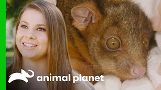 Bindi Irwin Raises a Possum Joey  Crikey Its the Irwins [upl. by Erastes]