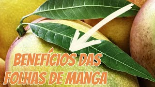 OS 03 BENEFÍCIOS DE FOLHAS DE MANGA QUE VOCÊ JAMAIS OUVIU FALAR  Mangifera indica [upl. by Naloc]