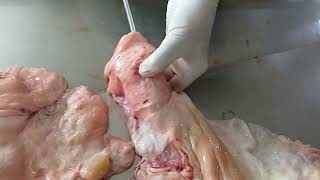 Fibrosed Cervix difficult to pass artificial insemination gun in Bovine artificialinsemination [upl. by Soren333]