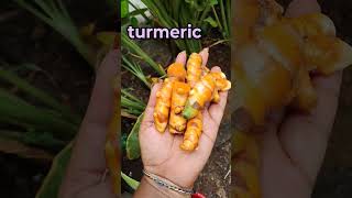 Turmeric pasupu gardening karkumin pasupu flower organicfarming agriculture trending viral👍 [upl. by Eenwahs]