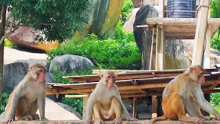 Best Monkey Moments  Laugh a Lot With The Funny Moments Of Monkeys 🐵 Funniest Animals Video [upl. by Latrell962]