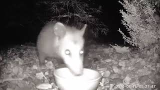 Mini Ghost Possum Says Wheres the Water Service has Gone to Pot Around Here 🤣 Like Subscribe [upl. by Giles]