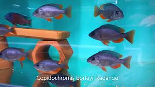 Integral Aquatics Copidochromis borleyi kadango [upl. by Asila]