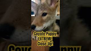 Coyote Puppy Close Up  Super Close 😳 [upl. by Tranquada483]