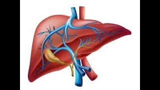 Fisiología del hígado [upl. by Welcome]
