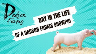 Day in the Life of a Dadson Farms Show Pig showpigs pigs [upl. by Ahswat]