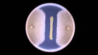 Biocontrol Fungal inhibition by bacteria  Timelapse [upl. by Haskel]