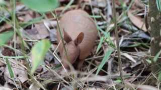 Tatuí  Sevenbanded armadillo  Dasypus septemcinctus [upl. by Steck849]