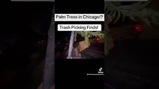 Palm Trees in Chicago Trash Picking Finds trashpicking [upl. by Gilleod]