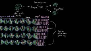 Telomeres and cell senescence MCAT Khan Academy [upl. by Sokul15]