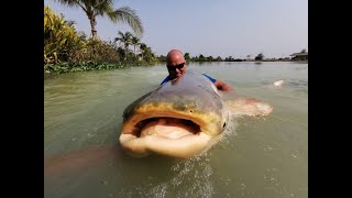 Fishing for Mekong Catfish in Thailand Pangasianodon gigas [upl. by Anesusa]