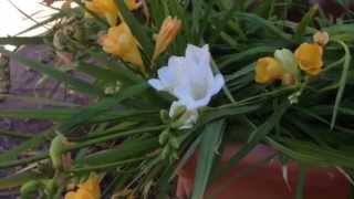 Freesia Flowers  How to Grow and Multiply [upl. by Avin]