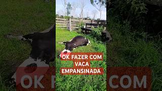 Qual procedimento para vaca empansinada ou timpanismosfazenda diaadiagadovidanaroça shortsvaca [upl. by Trevar]