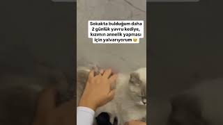 Kıyamam ya 🥹 cat kedi kediaski funny 🎥uzmmaideasay [upl. by Atikram225]