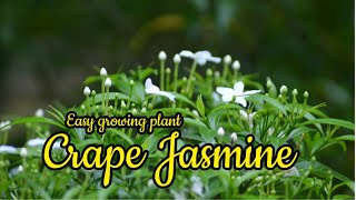 how to propagate Crape jasmine  Tabernaemontana pinwheel flowers  Garden Flowers [upl. by Licna]