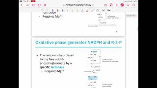 Lecture 13  pentose phosphate pathway [upl. by Ahsenwahs]