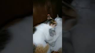 Video kucing dulu hadir kembali meriah dengan jedag jedugbaru dimas sebutsajadimas cat [upl. by Ennoid]