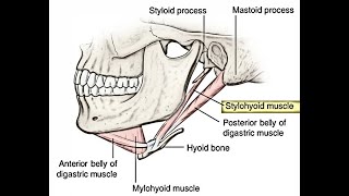 Nerve to Stylohyoid and its innervation to the stylohyoid muscle [upl. by Elahcim303]