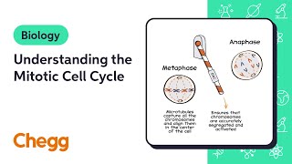 Understanding the Mitotic Cell Cycle  Biology [upl. by Aiuoqes]