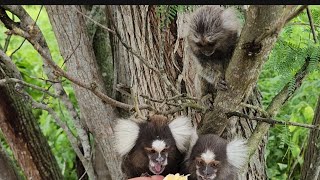 Encontrei os macacos Sagui molhado e o filhote chorando pra comer sagui filhotes [upl. by Rhyner]