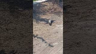 नेवला mongoose wildlifephotography wildanimals sakoon goodluck goodlife cuteanimals [upl. by Vas]