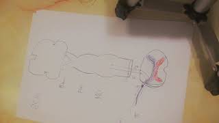 Lec1part3 Dorsal column medial lemniscus pathway [upl. by Coombs]