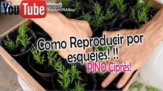 Como Reproducir Pino Limón Ciprés por esquejes [upl. by Rube]