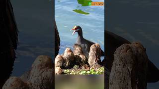 Adorable Common Gallinule Calling for Friend🐣 Moorhen [upl. by Obellia]