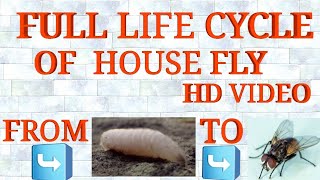 Full LifeCycle Of House Fly From Egg To House Fly FULL VIDEO MUST WATCH [upl. by Elyagiba]