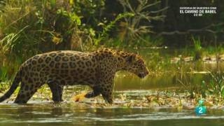 Colombia salvaje Chiribiquete viaje al corazón de la amazonía Documental [upl. by Atnomed696]