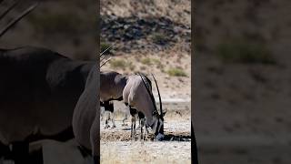 gemsbok survive in africas desertanimals youtubeshorts wildlife trending shorts viralvideo [upl. by Naitsirk]