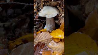 Fresh Porcini Mushroom October 2024 mushroom fungi steinpilze porcini boletus kabute fyp [upl. by Touber]