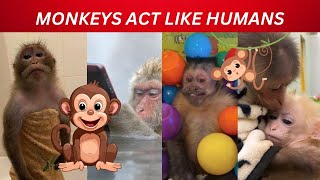 Funny Cute Monkeys Acting Like Humans Compilation You WILL Laugh [upl. by Yntirb]