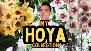 My Entire Hoya Collection PART 1 😮 nova ghost grey ghost mathilde splash  indoor houseplants [upl. by Aelc]