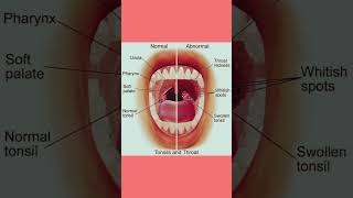 Tongue Partshumananatomy humanbodysystem humanbiology science learning education shortsvideo [upl. by Zellner]