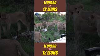 What a painful attack by lions shorts animals [upl. by Lienahs]