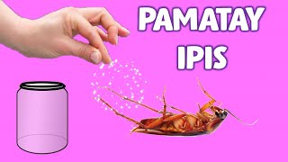 Ano mabisang pamatay ipis Natural na paraan para maiwasan cockroach at puksain [upl. by Heddie384]