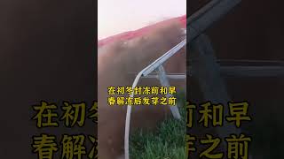 如何防止，韭菜跳根。韭菜 韭菜种植 韭菜种植方法 种韭菜 怎么种植韭菜 [upl. by Mendes242]