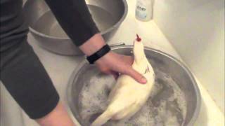 Chicken Keeping Basics  How To Bathe a Chicken [upl. by Carl506]