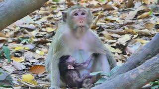 Lovely New Born Baby Gladly Get Sweet Milk Until Can Well Sleep On Mommy Chest [upl. by Selie]