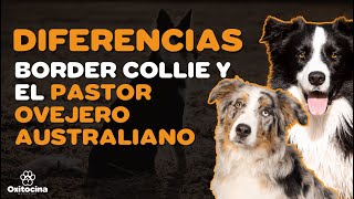 6 DIFERENCIAS ENTRE EL BORDER COLLIE Y EL PASTOR OVEJERO AUSTRALIANO [upl. by Marna]